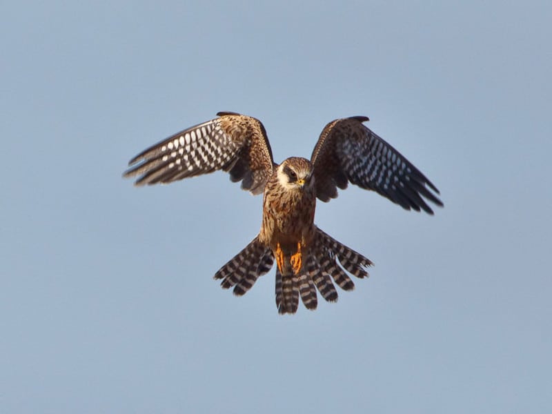 feature annette a red footed falcon (albert stoeker)