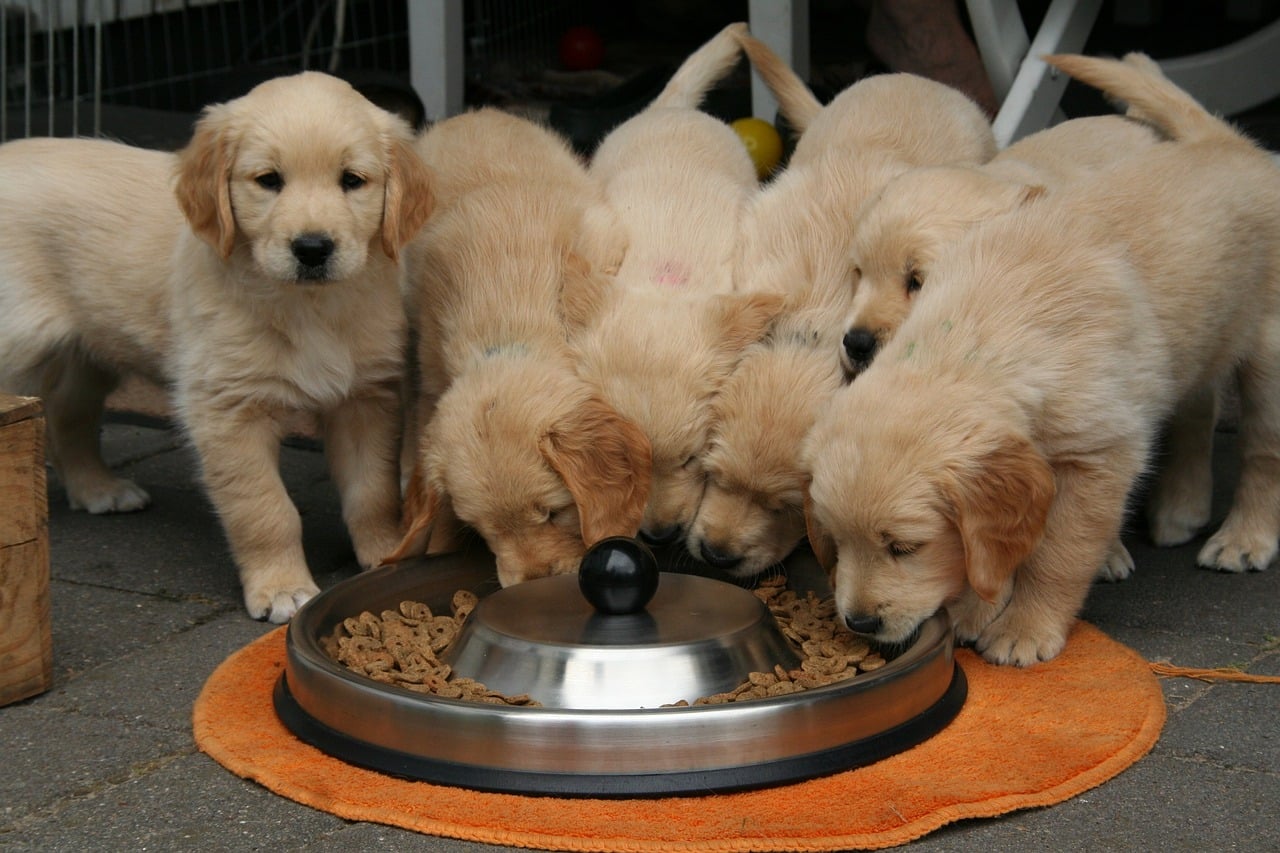image Are dogs as polluting as private jets?