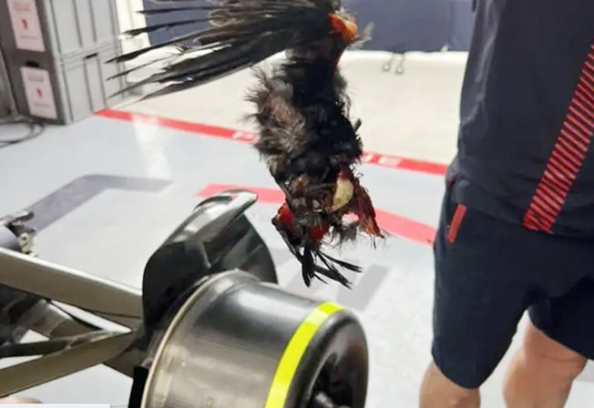 image Verstappen took chequered flag with dead bird on board