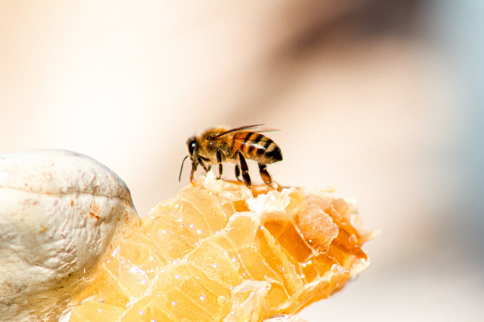 image The life of bees