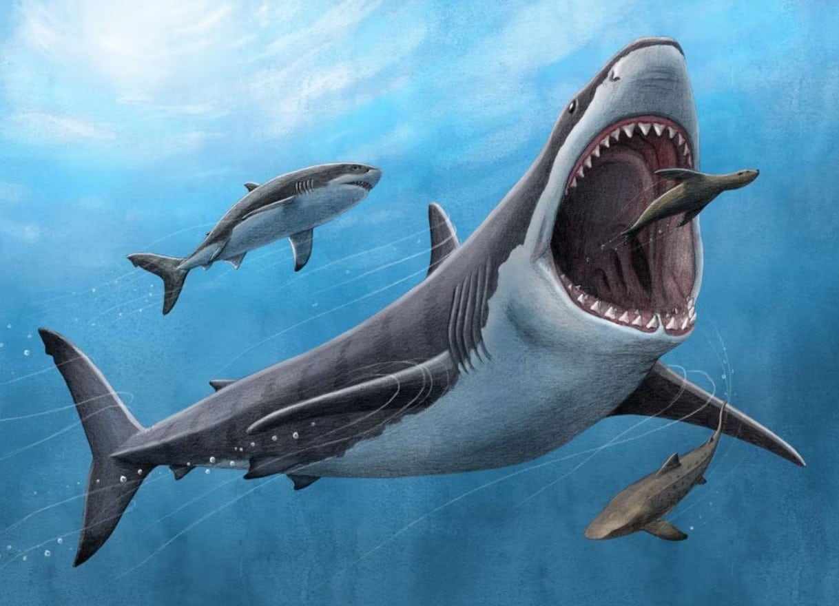 image Tooth analysis confirms the megalodon &#8211; a huge ancient shark &#8211; was warm-blooded