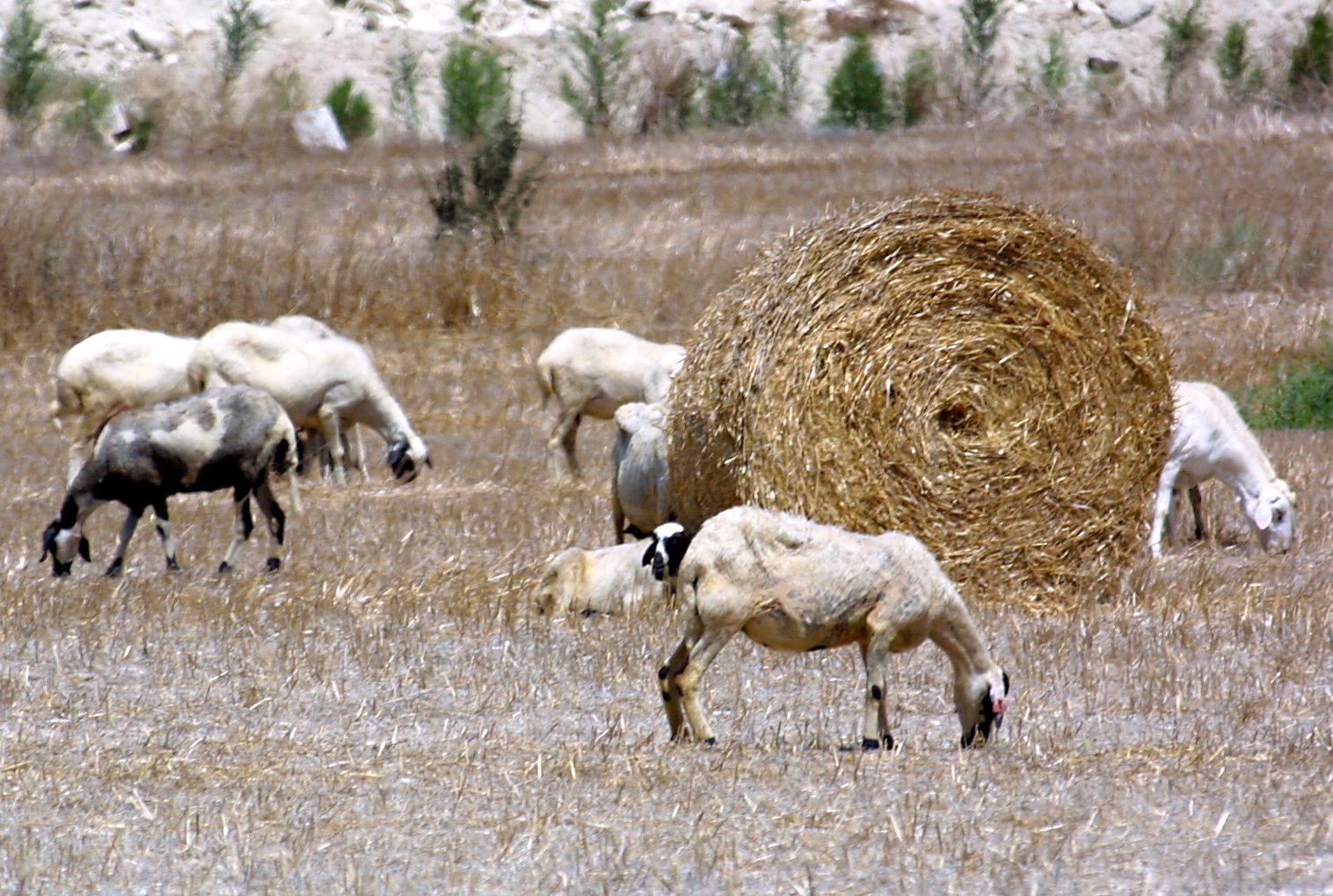 image Organic farming increased 173 per cent since 2010