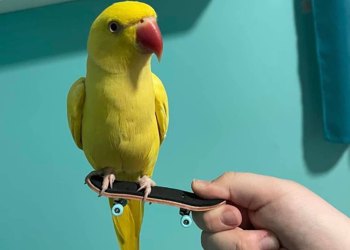 image Distraught family searching for beloved pet parrot