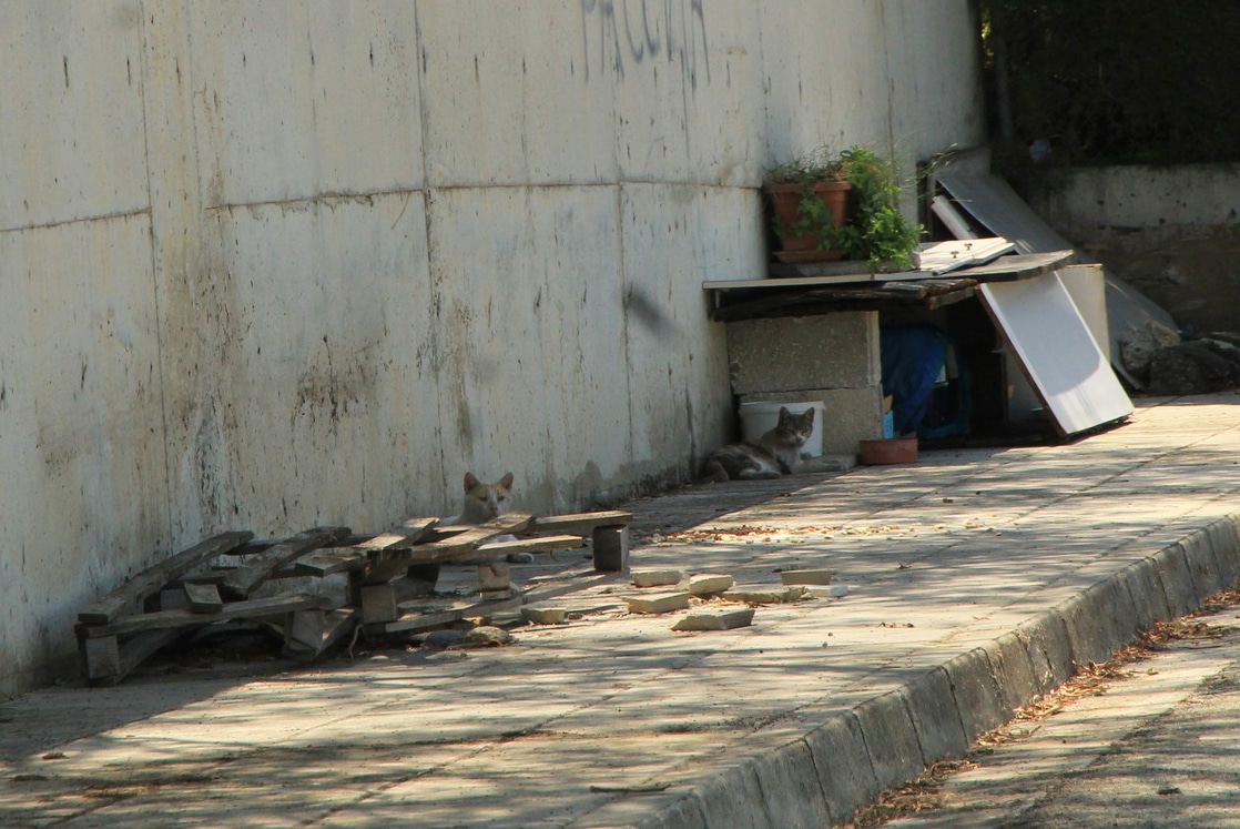 image Hot weather putting strays in danger as water removed