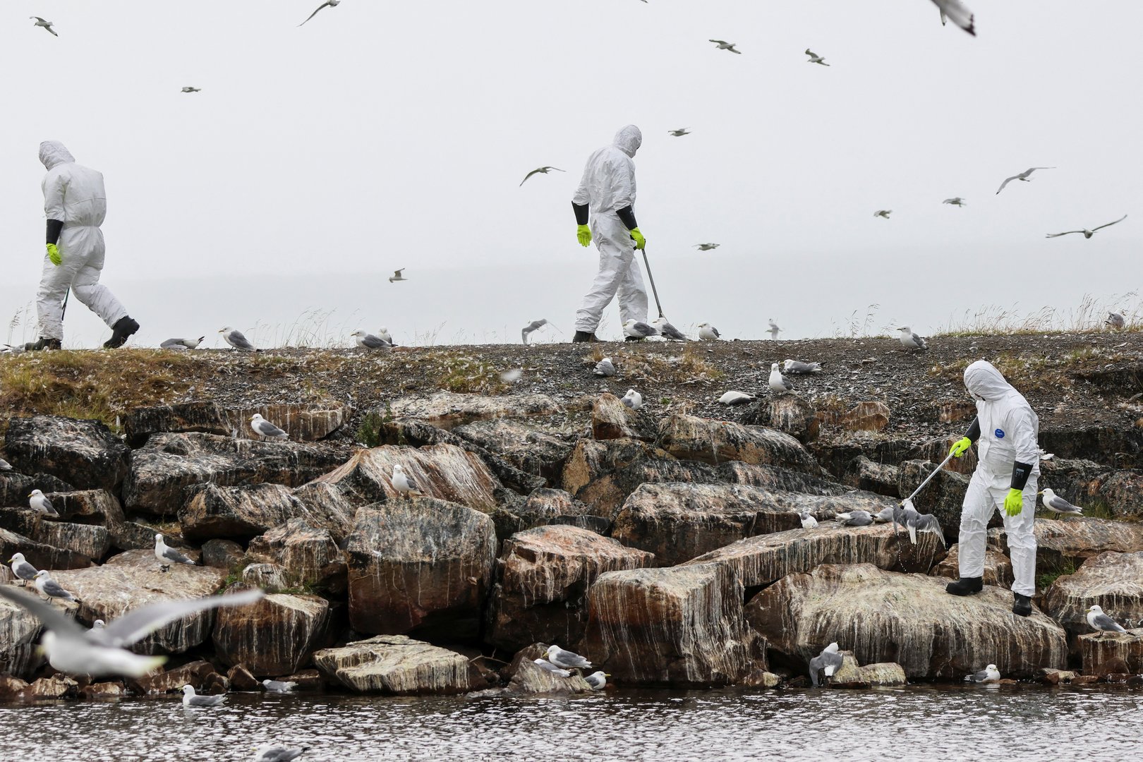 image Norway, Finland battle rapid spread of bird flu