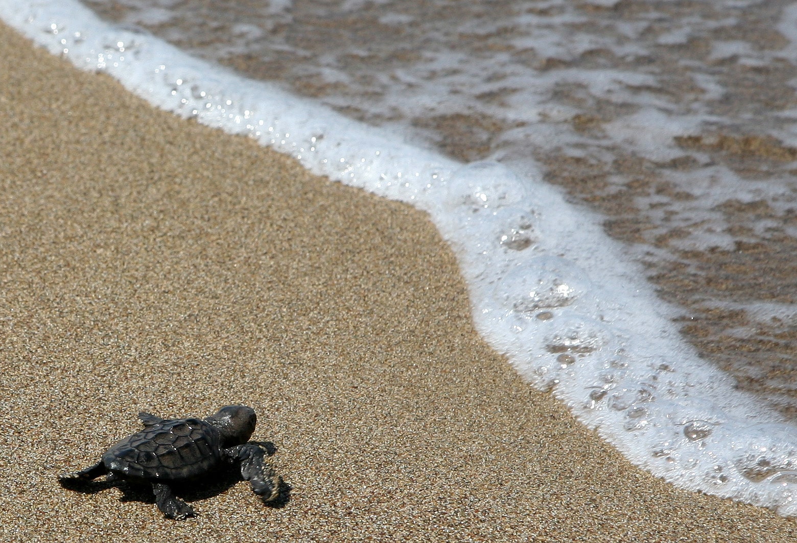 image Turtle hatching season in full swing (Video)
