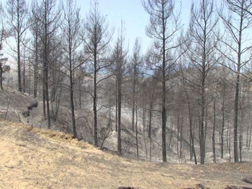 image Forestry station in Paphos forest to be powered by generator