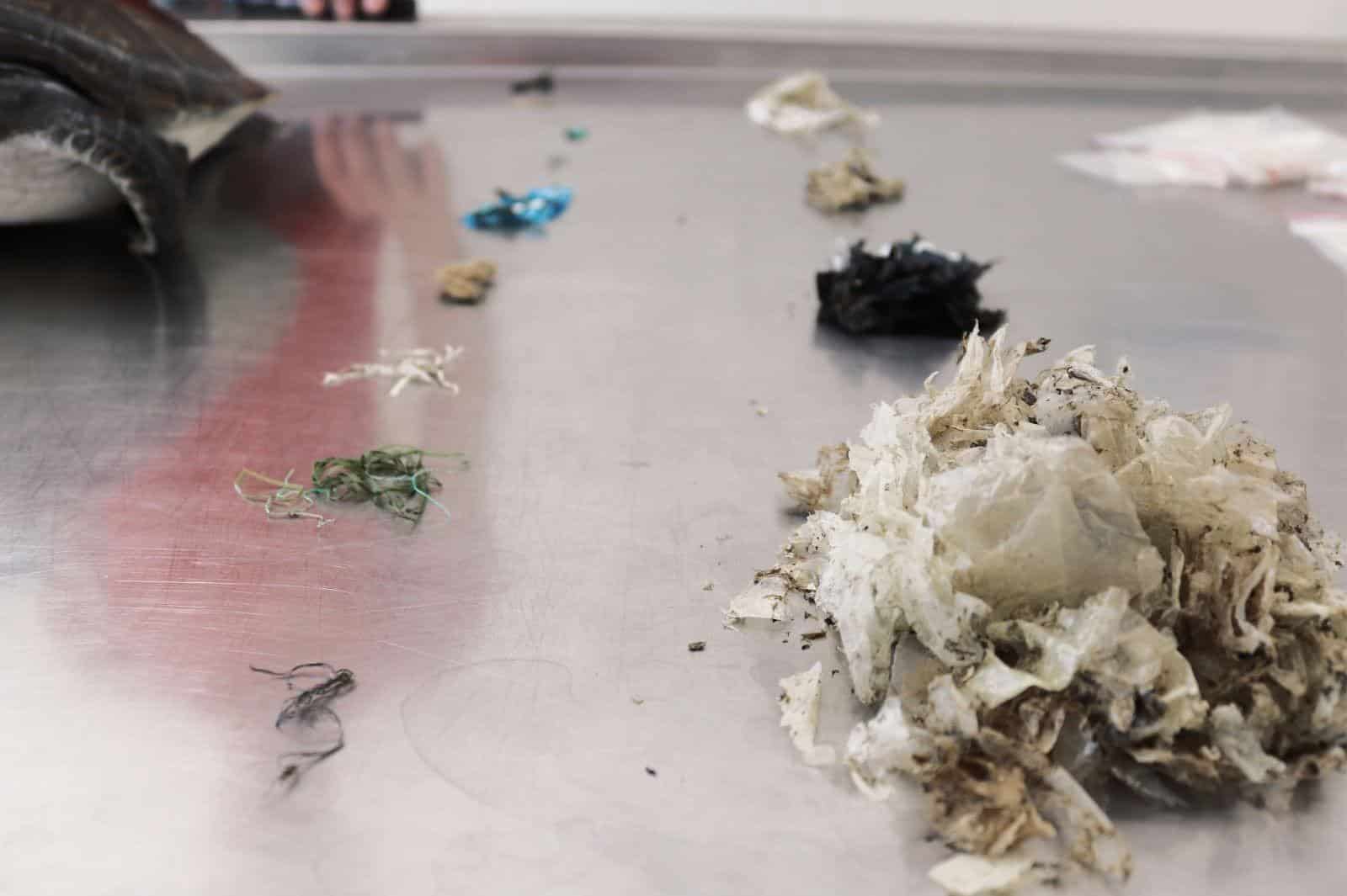 image Dead turtle found wıth 500 grams of plastic in digestive system