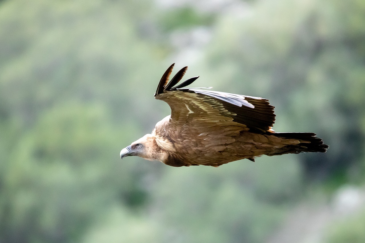 image BirdLife &#8216;shocked&#8217; by Animal Party&#8217;s comments about vulture project