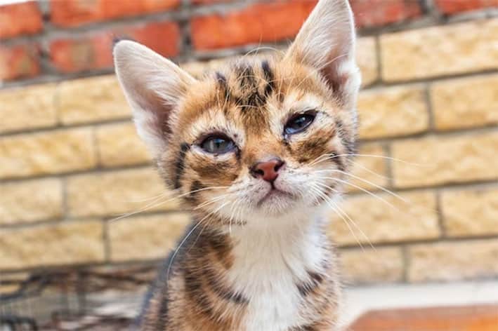 image &#8216;Extinction of island&#8217;s cats&#8217; reports show up lack of policy, says animal party
