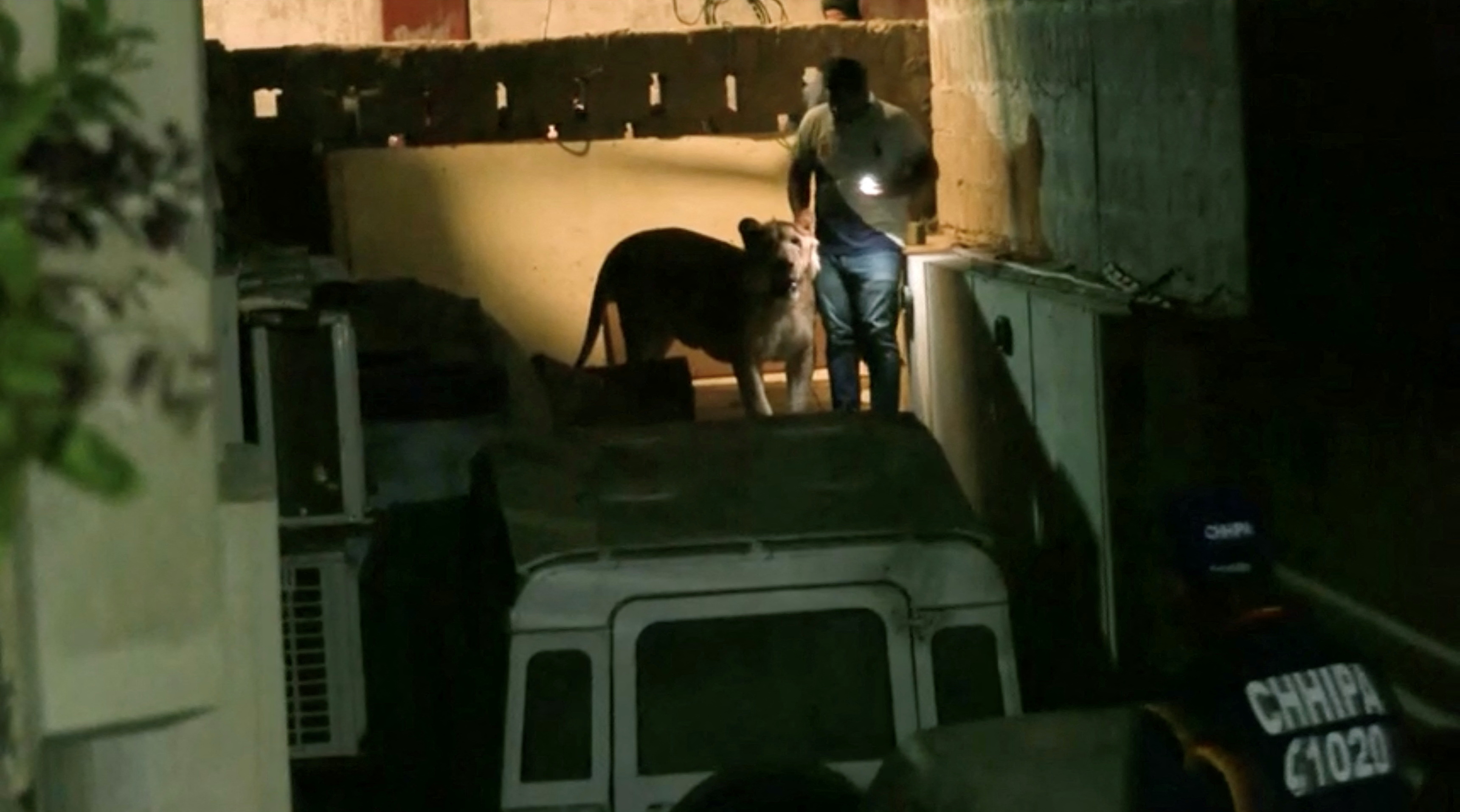 image Lion escapes into heavy traffic in Pakistani city of Karachi