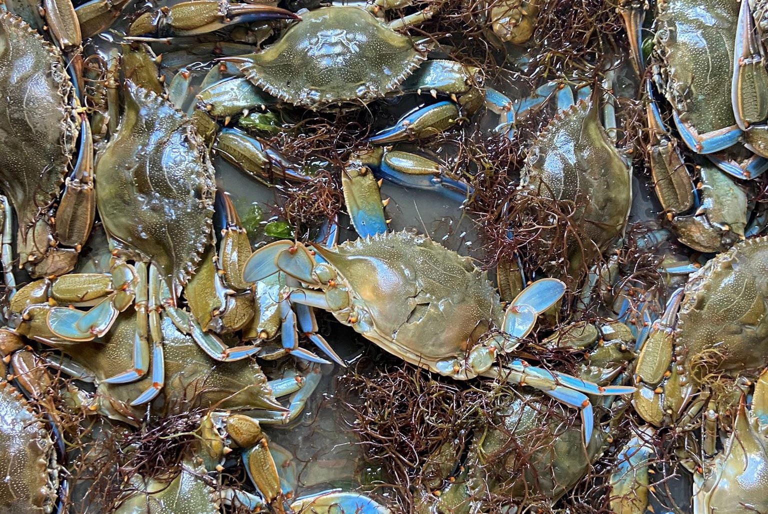 image Italy earmarks 2.9 million euros to tackle blue crab invasion