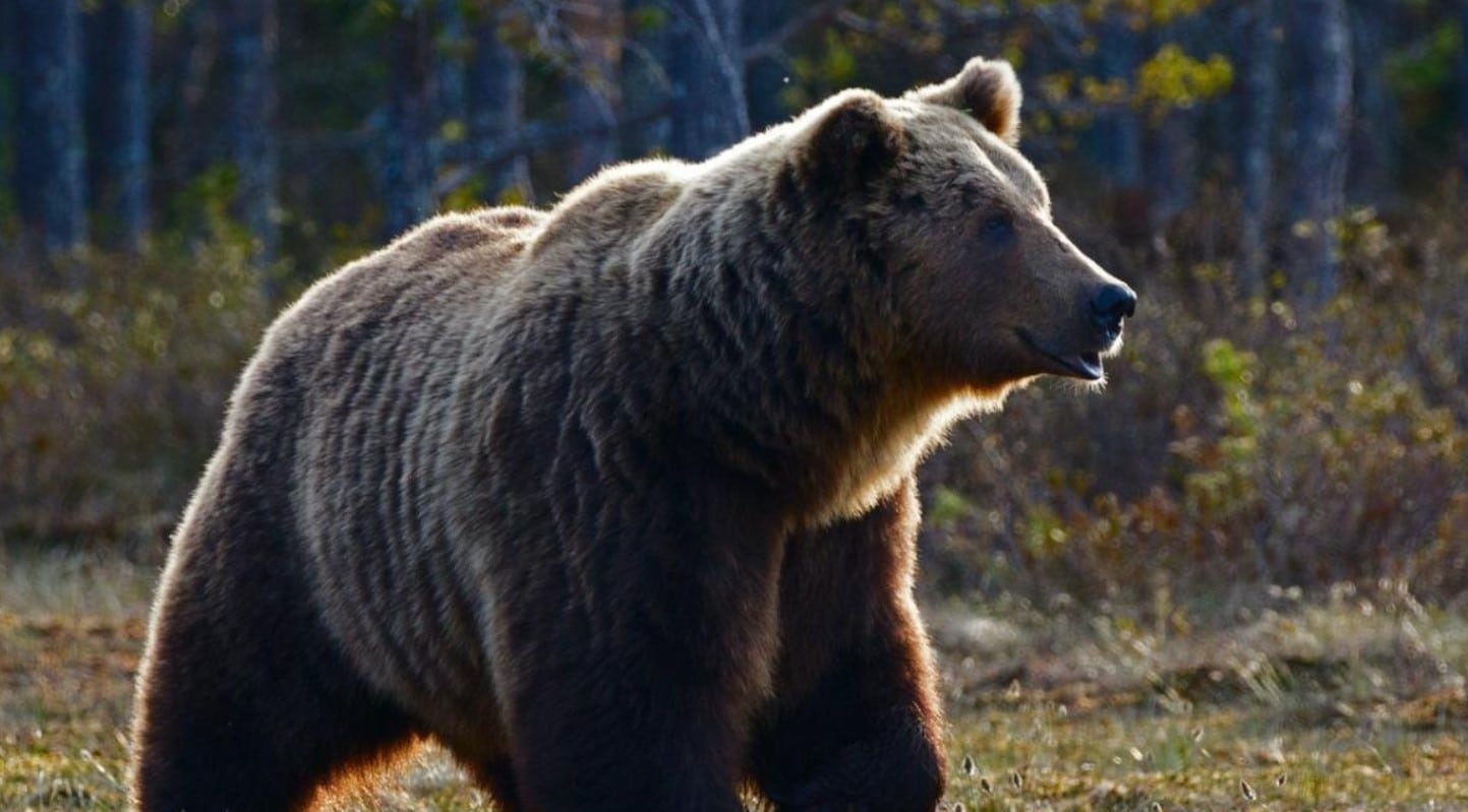 image Prehistoric animals offer new evolutionary hints as riddles persist