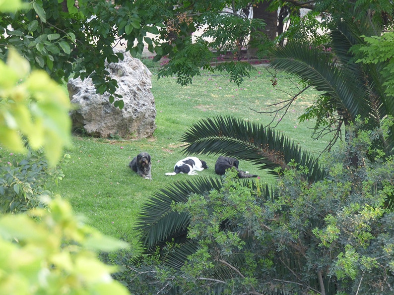 image Efforts underway to trap stray dog pack roaming linear park