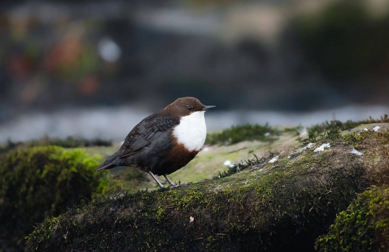 dipper