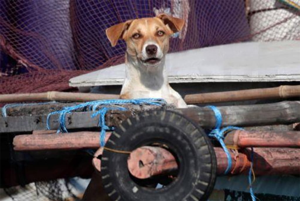 image Stray dog situation ‘greatly worsened’