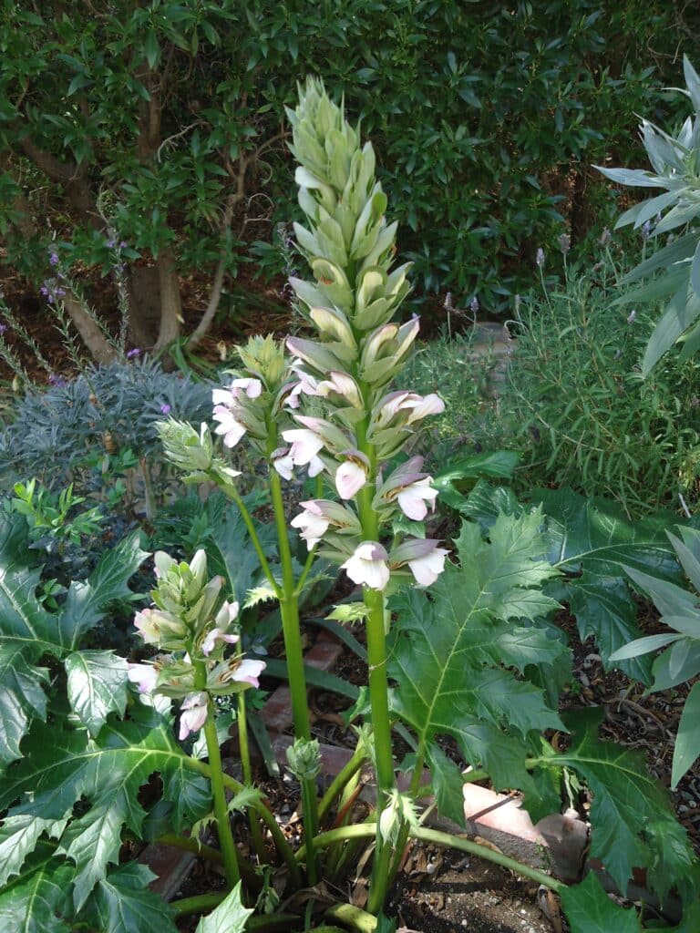 feature garden plant of month acanthus flowering spikes