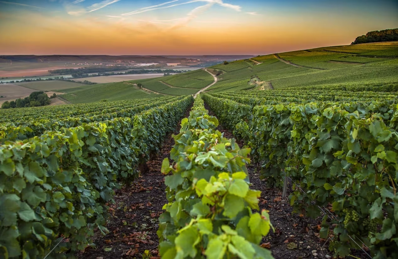 image Champagne is deeply French but the English invented the bubbles