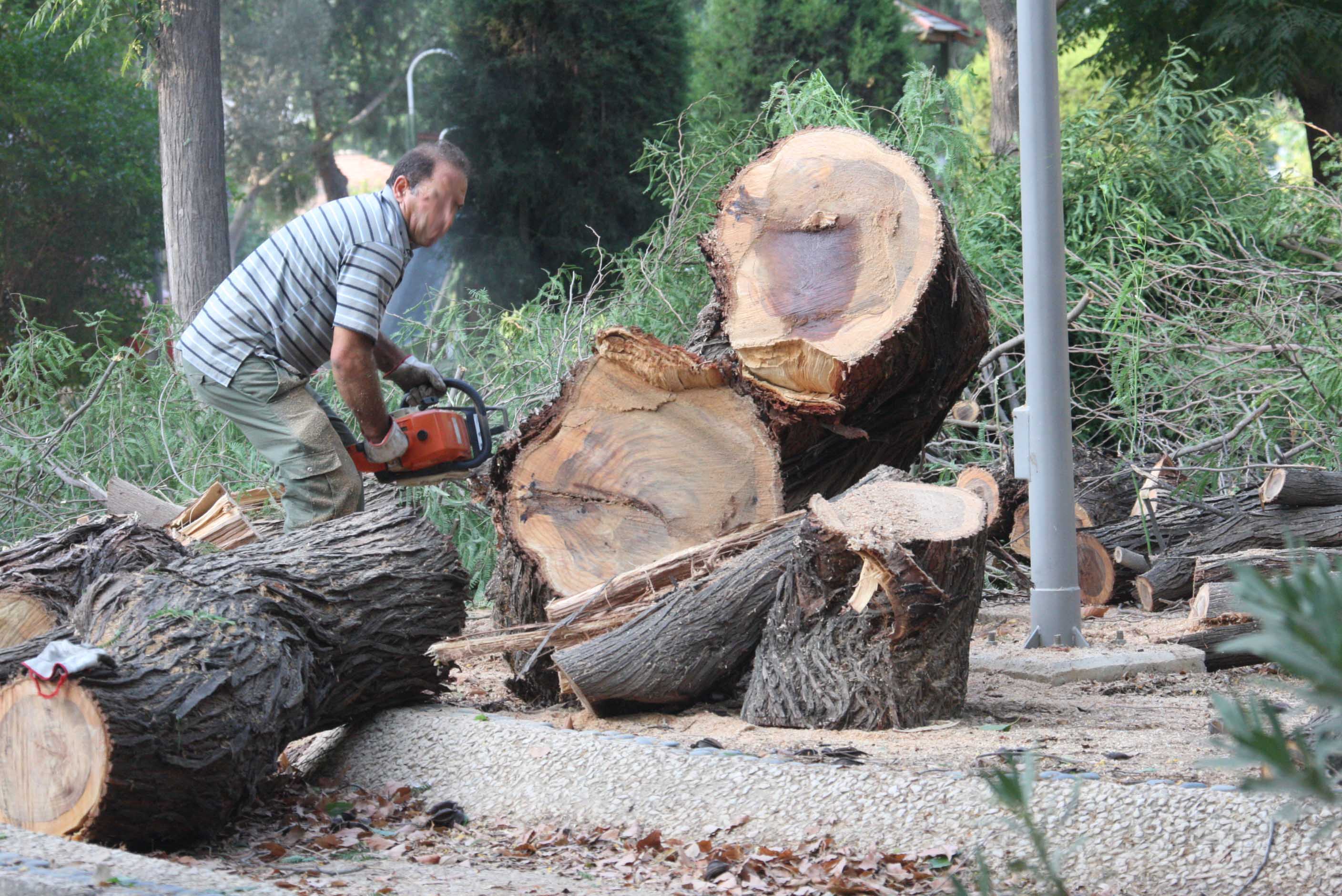 image How building permits are felling our trees