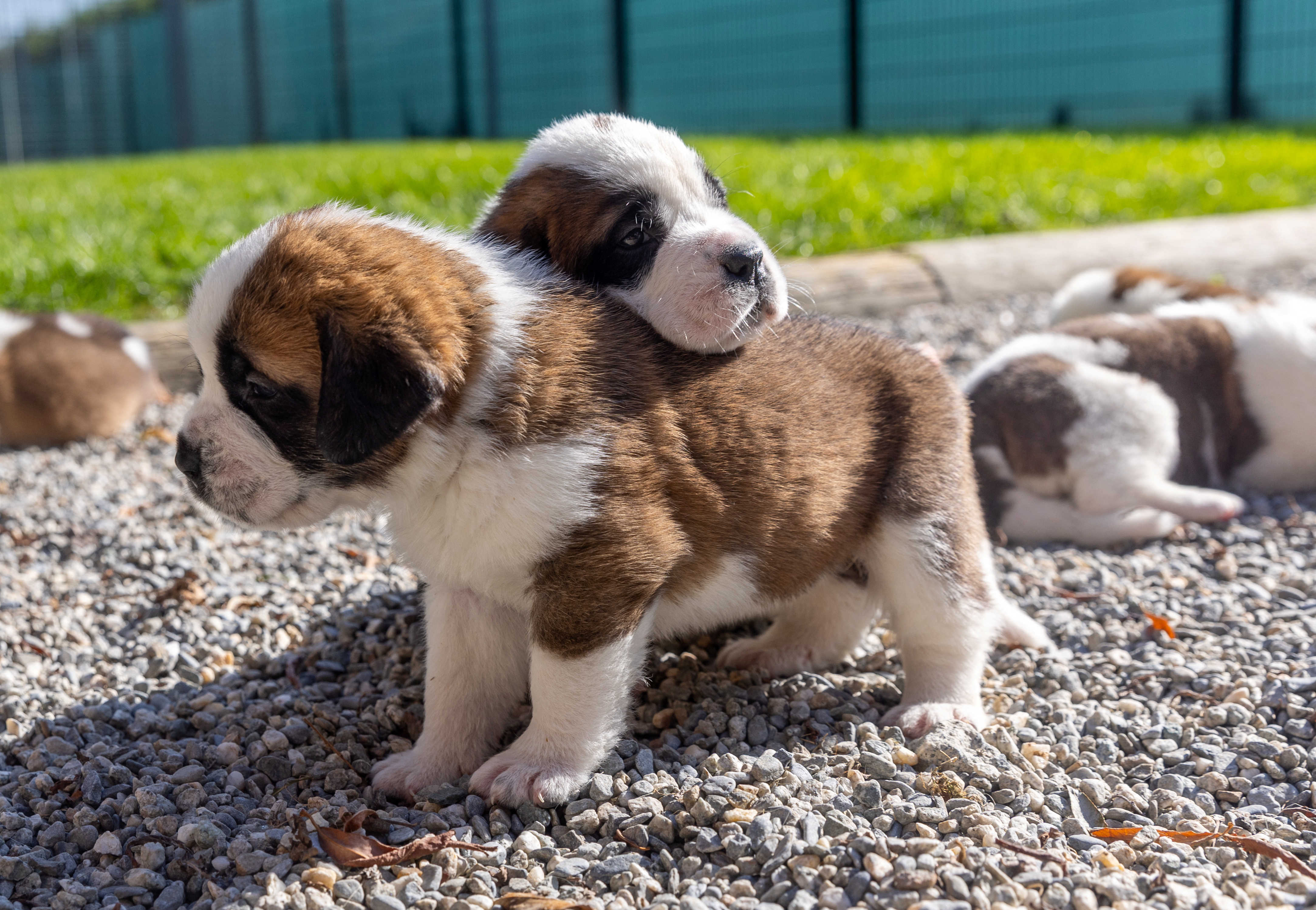 image Environment commissioner’s role expanded to include animals