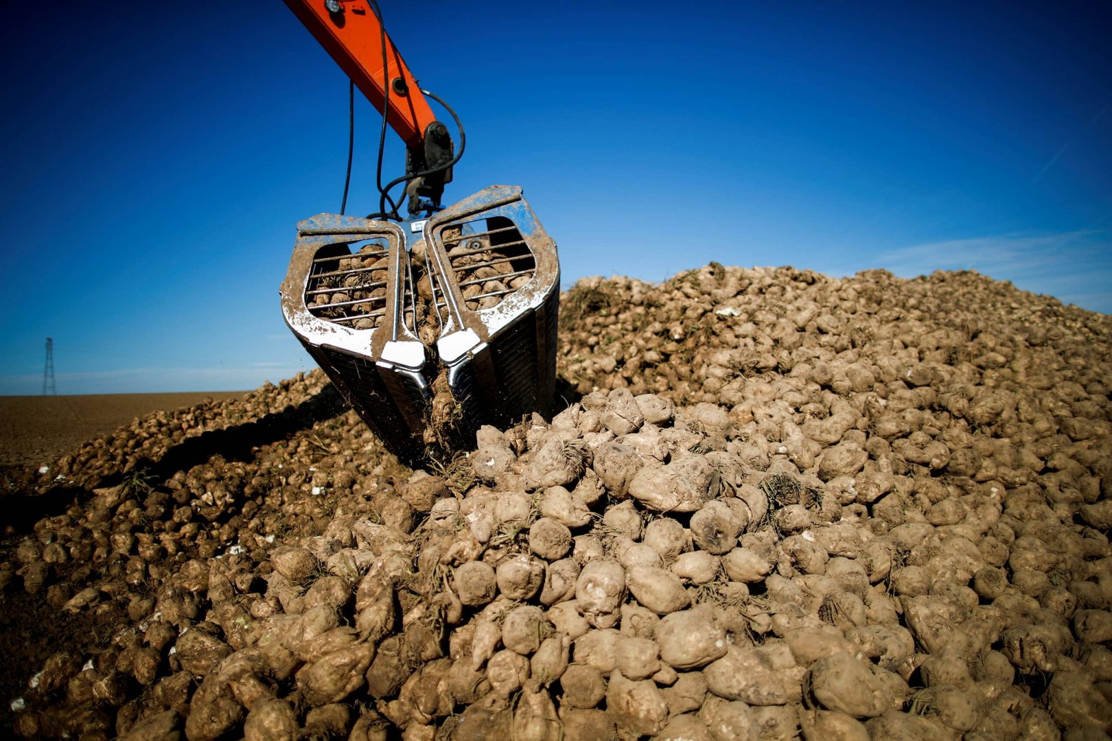 file photo: sugar beet harvest and processing at the cristal union sugar manufacturing factory