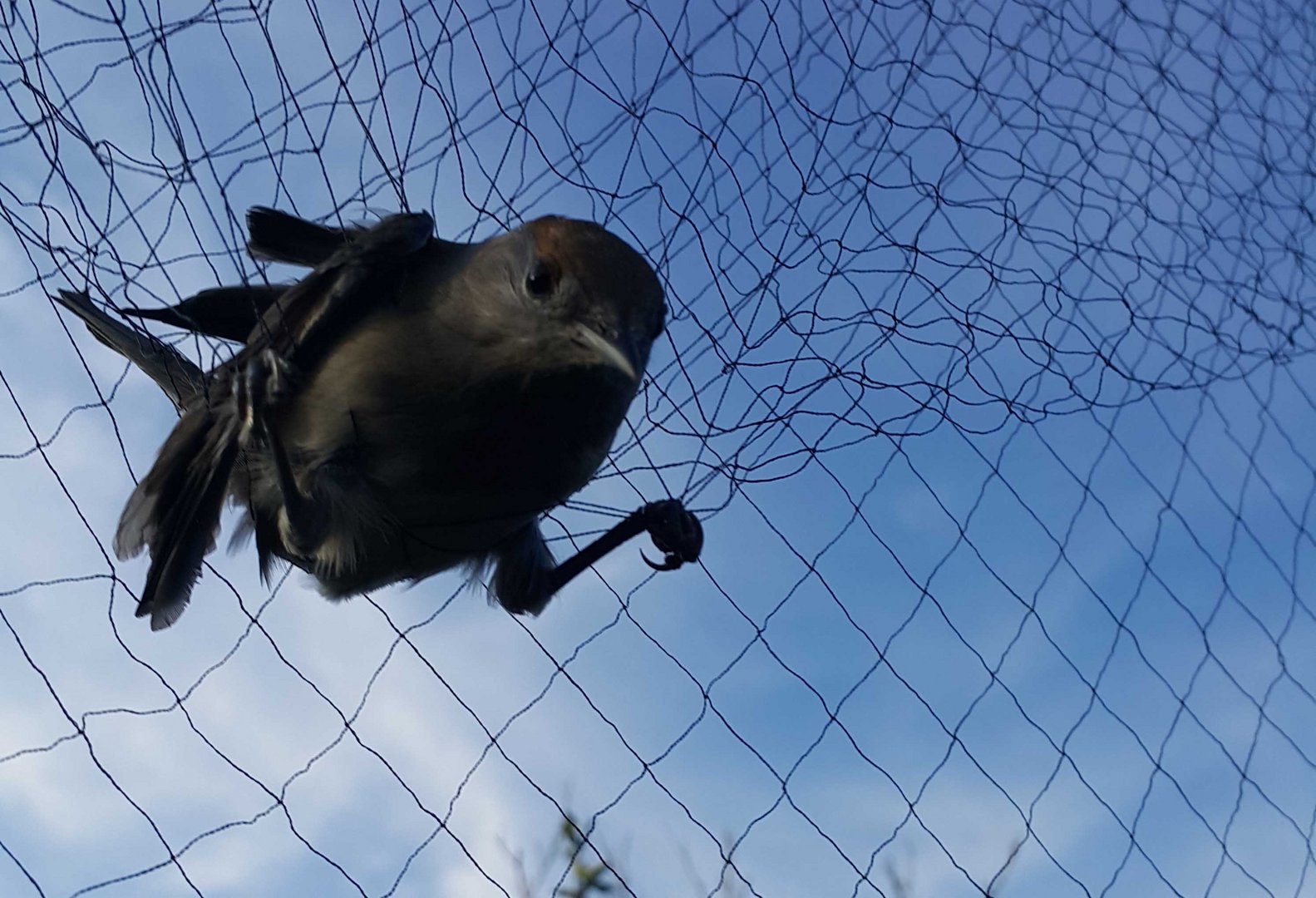 image Arrests made for illegal hunting and bird trapping