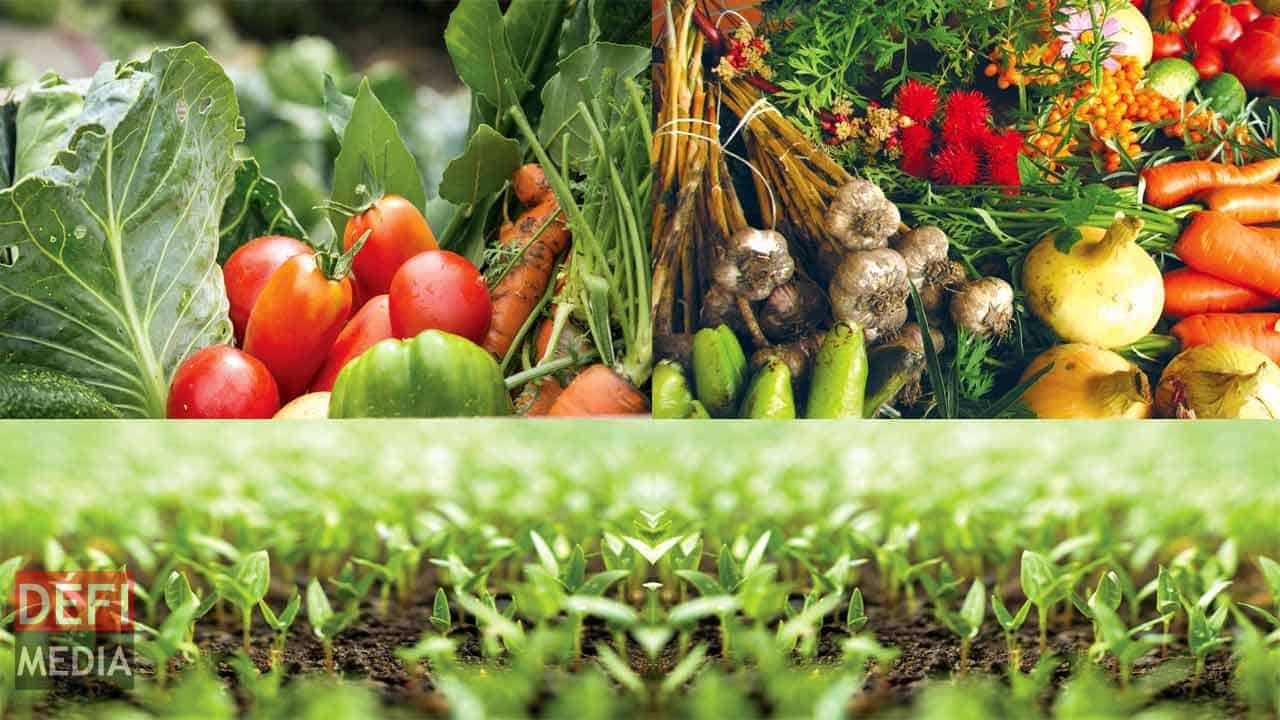 image The first Organic Festival
