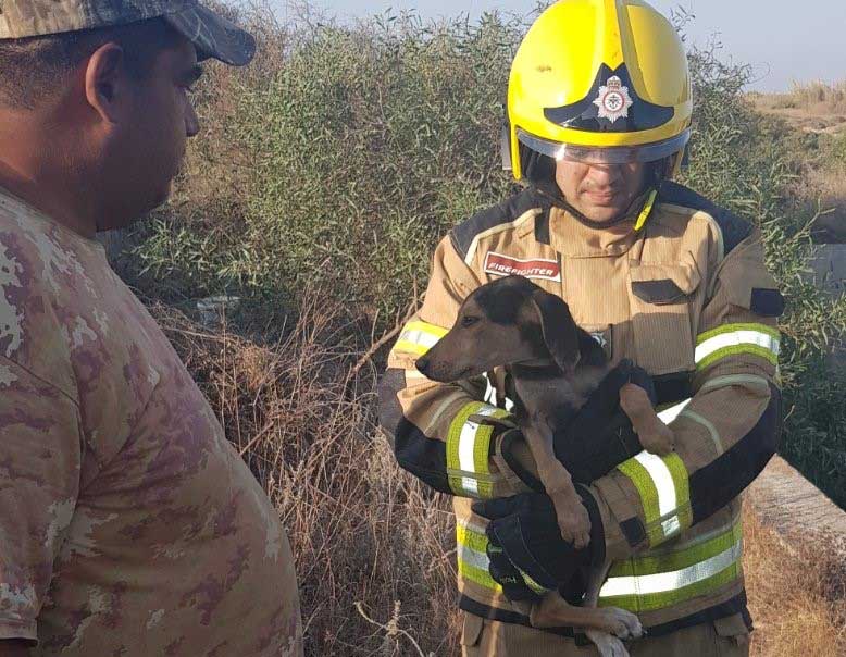 image Puppy rescued from a high concrete water tank
