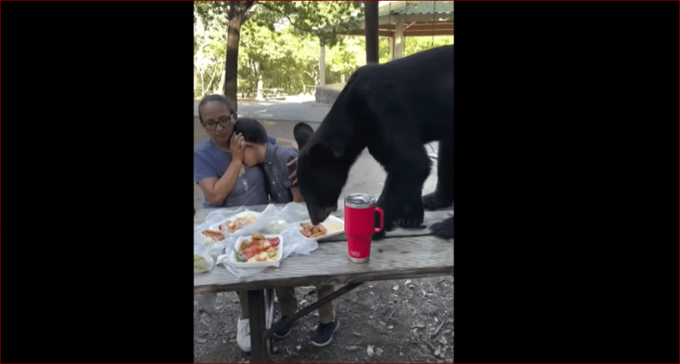 image Bear gatecrashes picnic and gobbles family&#8217;s enchiladas and tacos