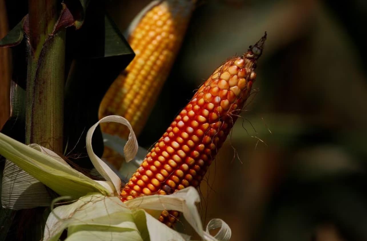 image Mexico researchers show progress on drive to replace US corn imports