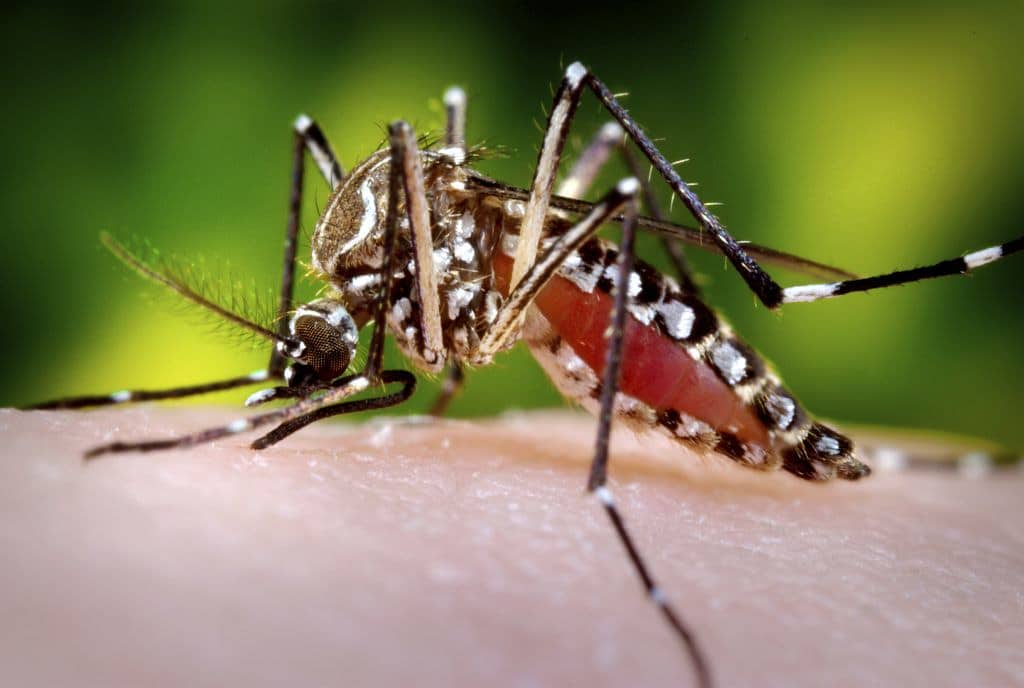 image Sterile males helping keep mosquito population down