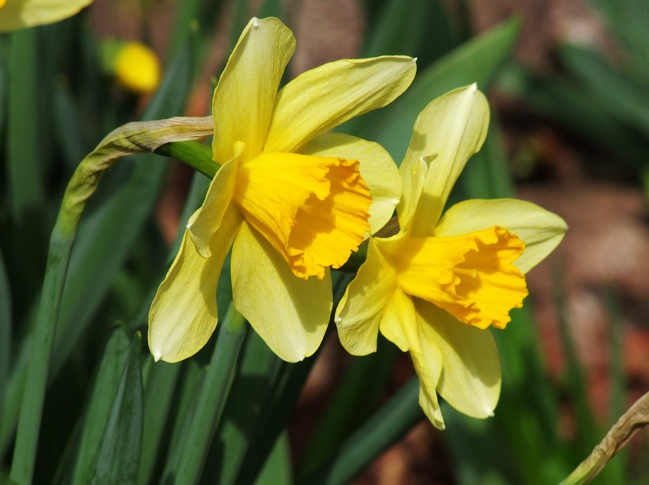 feature garden what to do daffodils