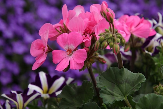 feature garden what to do pelargoniums
