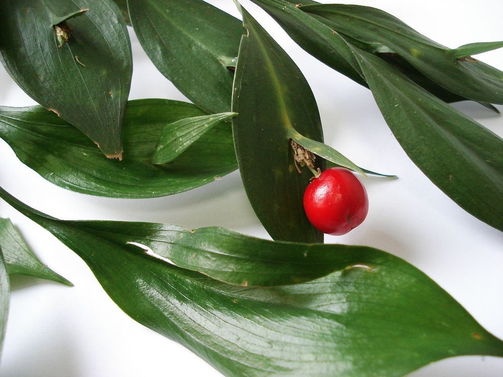 feature plant of month ruscus hypoglossum