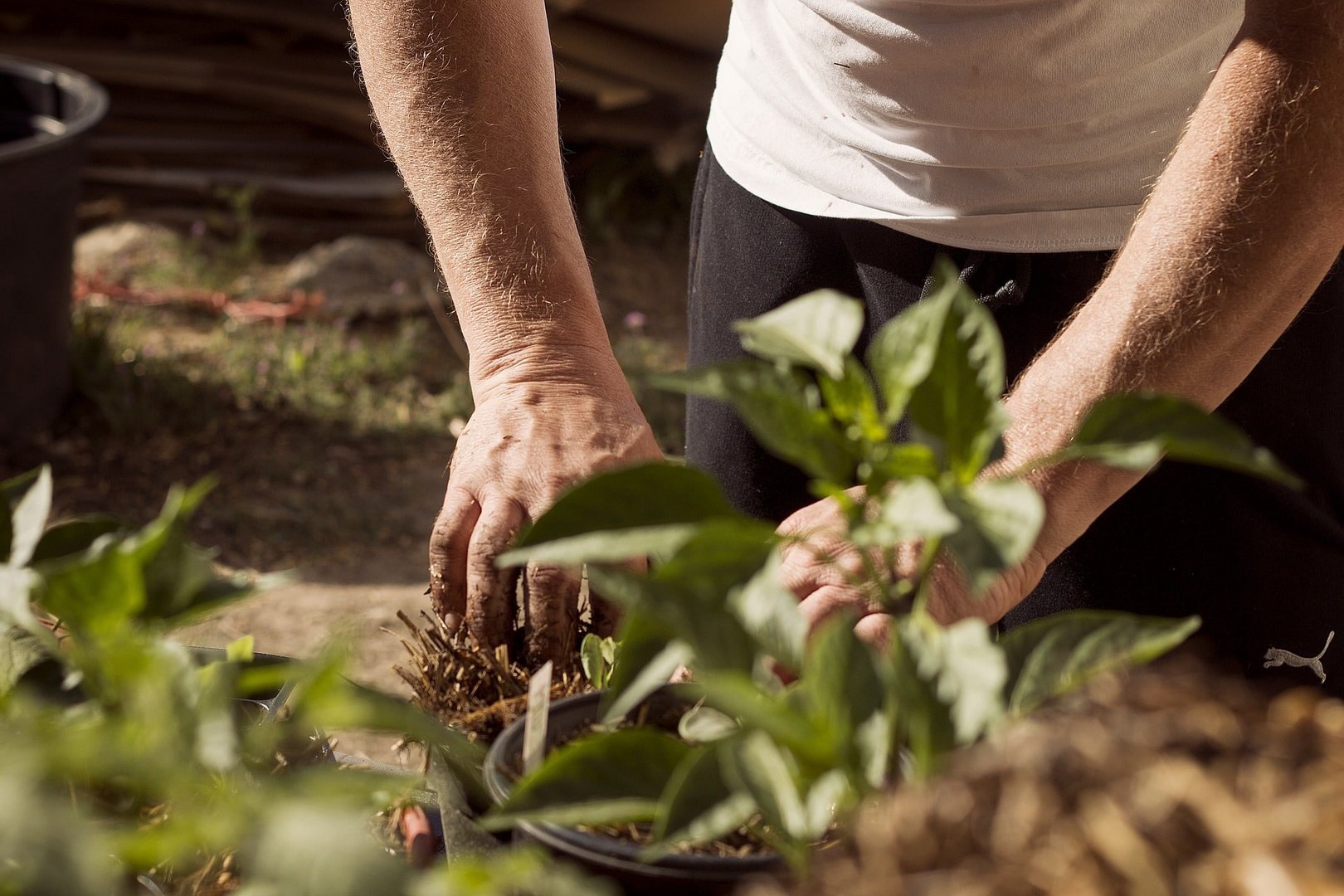image How individuals with Alzheimer&#8217;s disease benefit from the healing power of nature and social permaculture