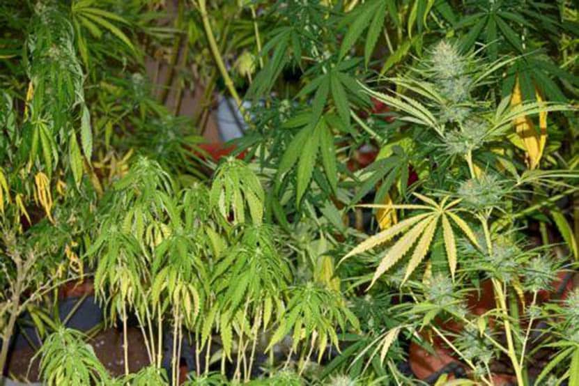 image Seventy hemp plants reported stolen
