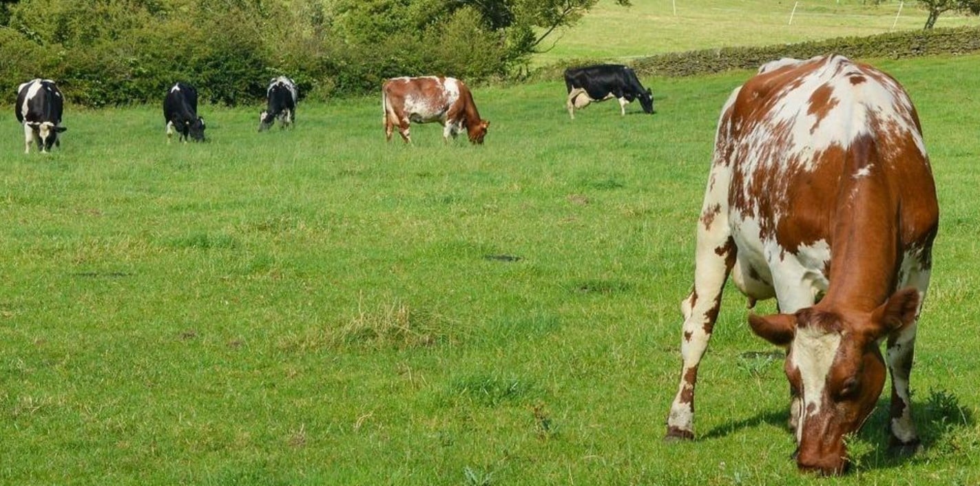 image Livestock farmers from Sweden to Greece test paths to greener agriculture