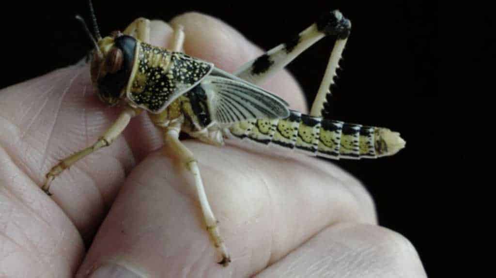image Eating insects