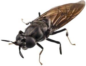 recipes2 theblack soldier fly