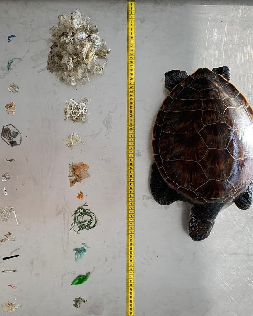 image Record 552 pieces of plastic found inside dead turtle at Alagadi