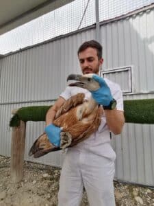 vultures, griffon vultures, birdlife, terra cypria