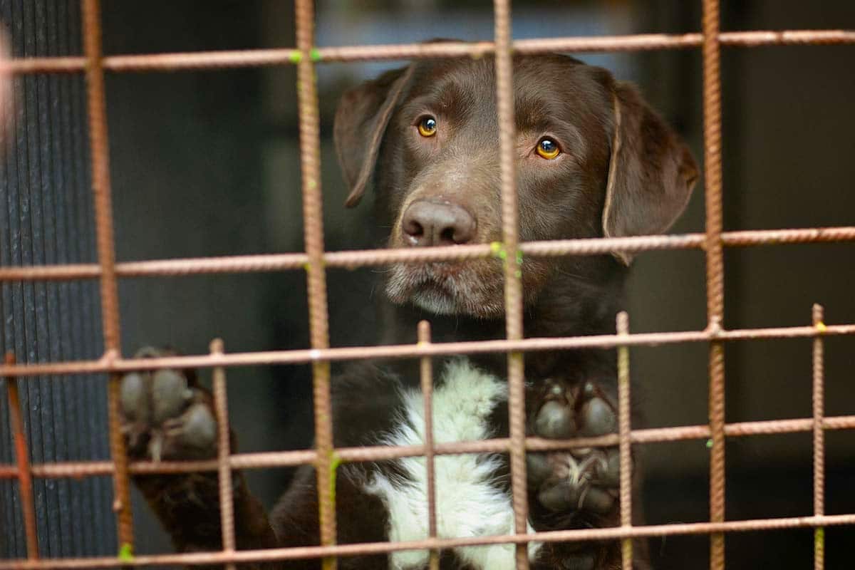 image ‘Doing it for the desperate dogs of Cyprus’