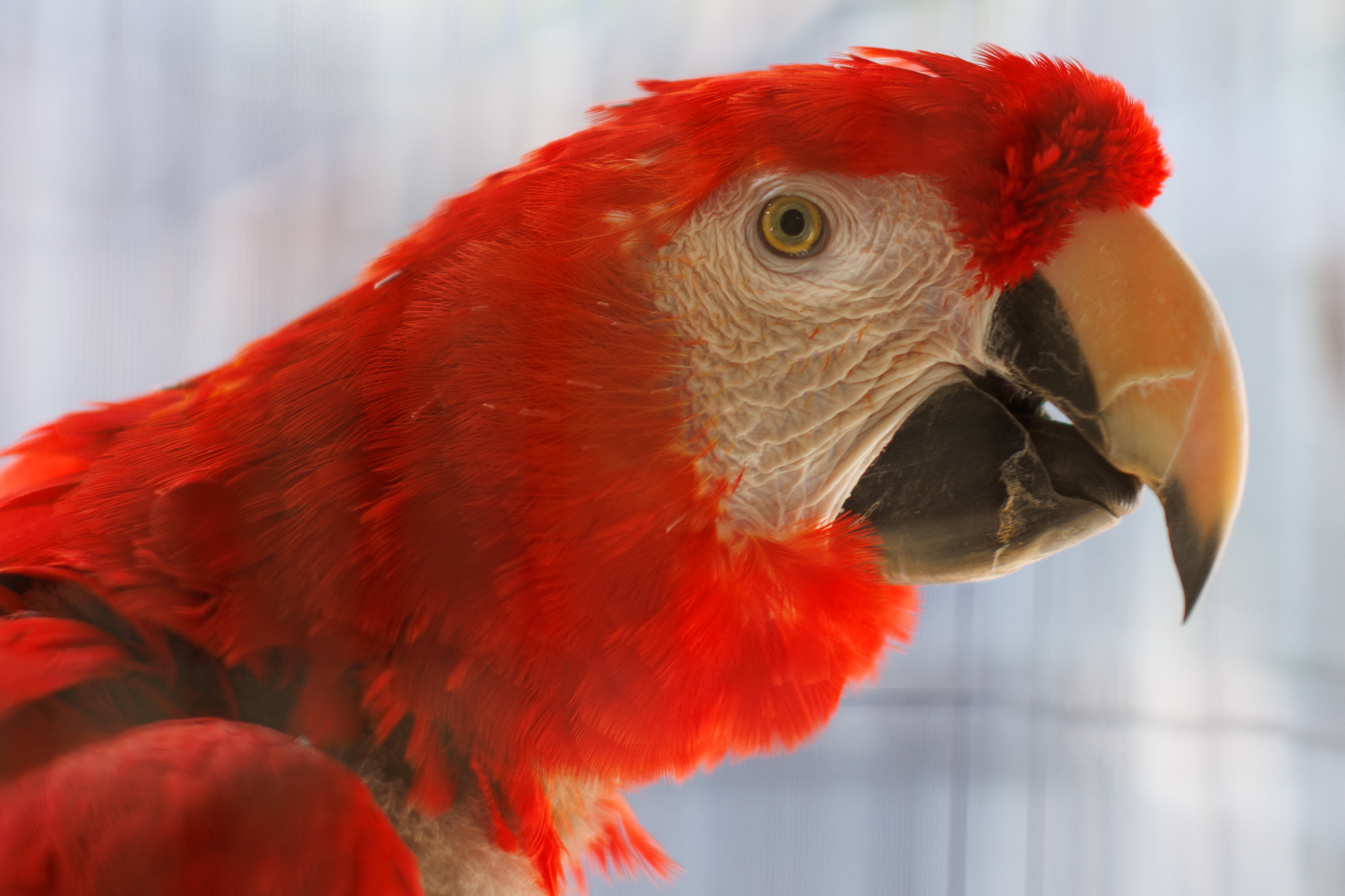 image Trafficked wildlife find safe haven in US zoos