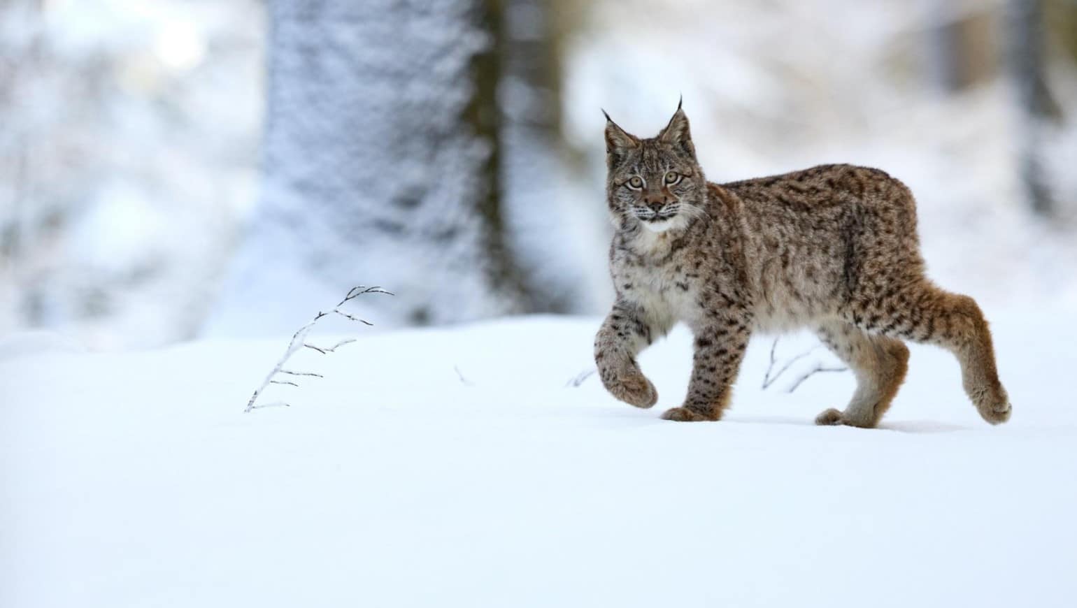 image Lynxes and vultures offer insights for European wildlife conservation