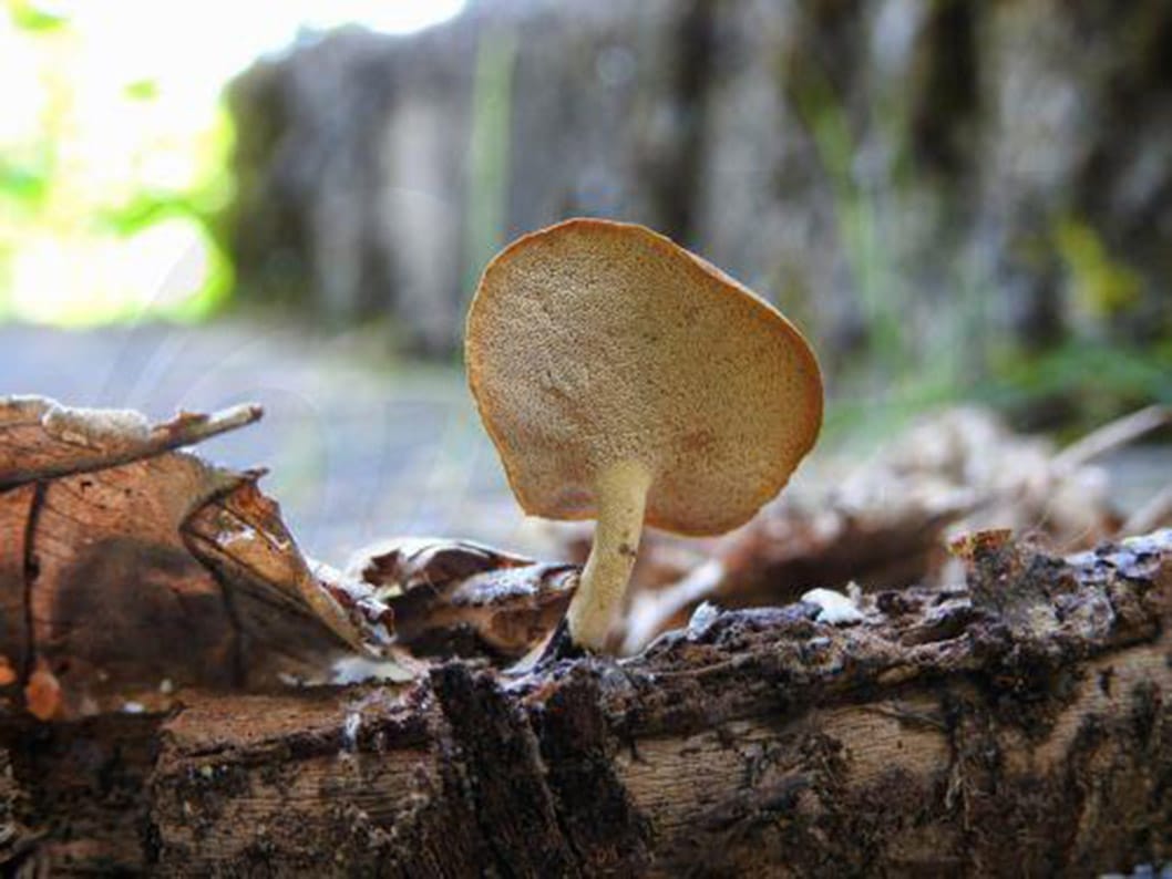 image Man foraging for mushrooms finds grenade