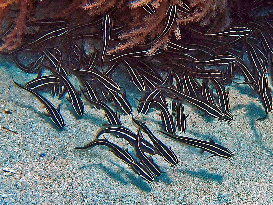 image New, potentially dangerous fish found off Cyprus