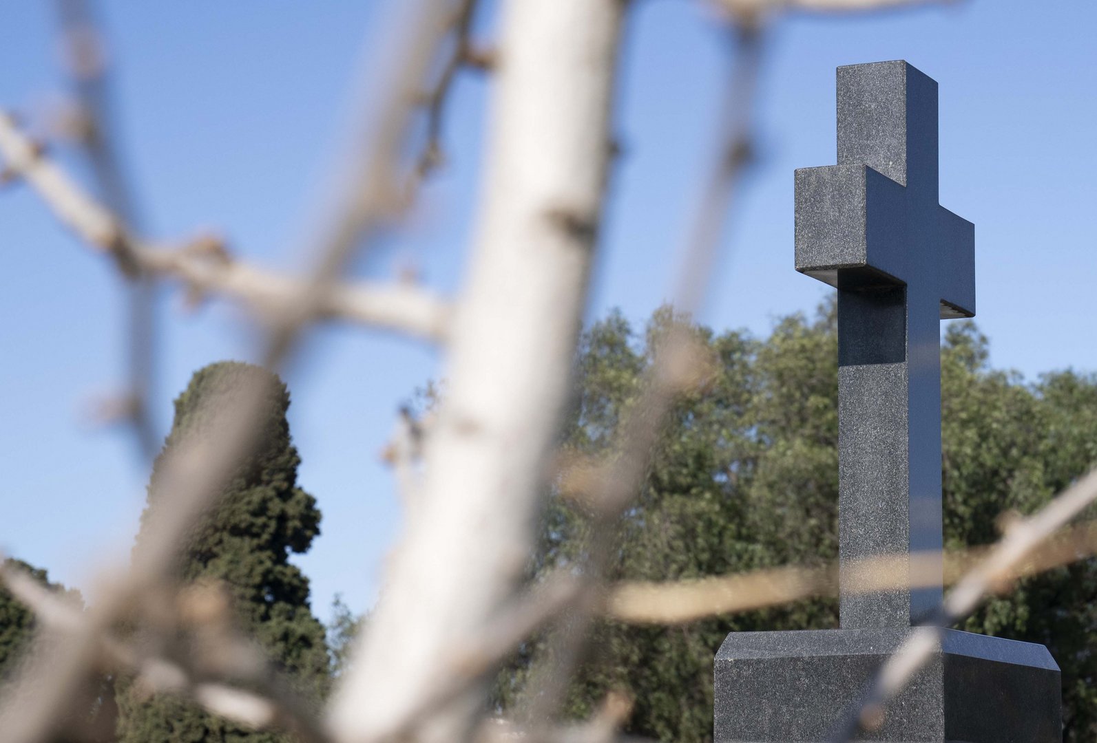 image Parties outraged by ‘killing’ of cats in Larnaca