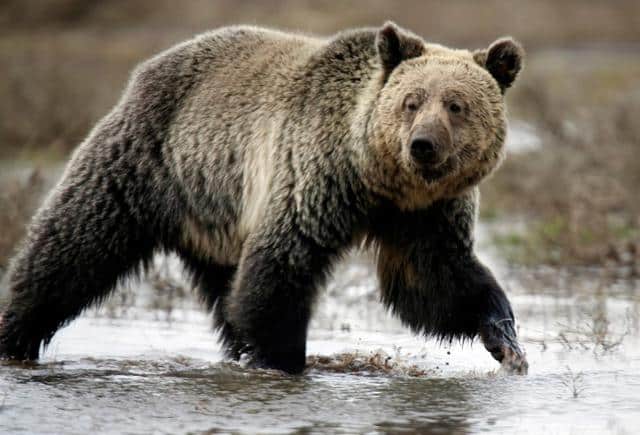 image Couple killed in grizzly bear attack in Canada&#8217;s Banff National Park