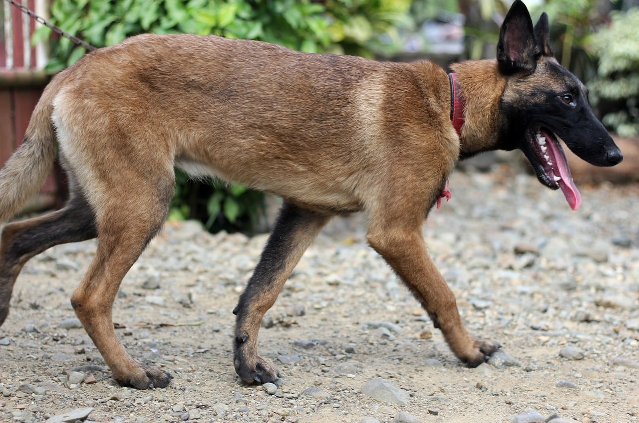 image Paphos woman attacked by two dogs