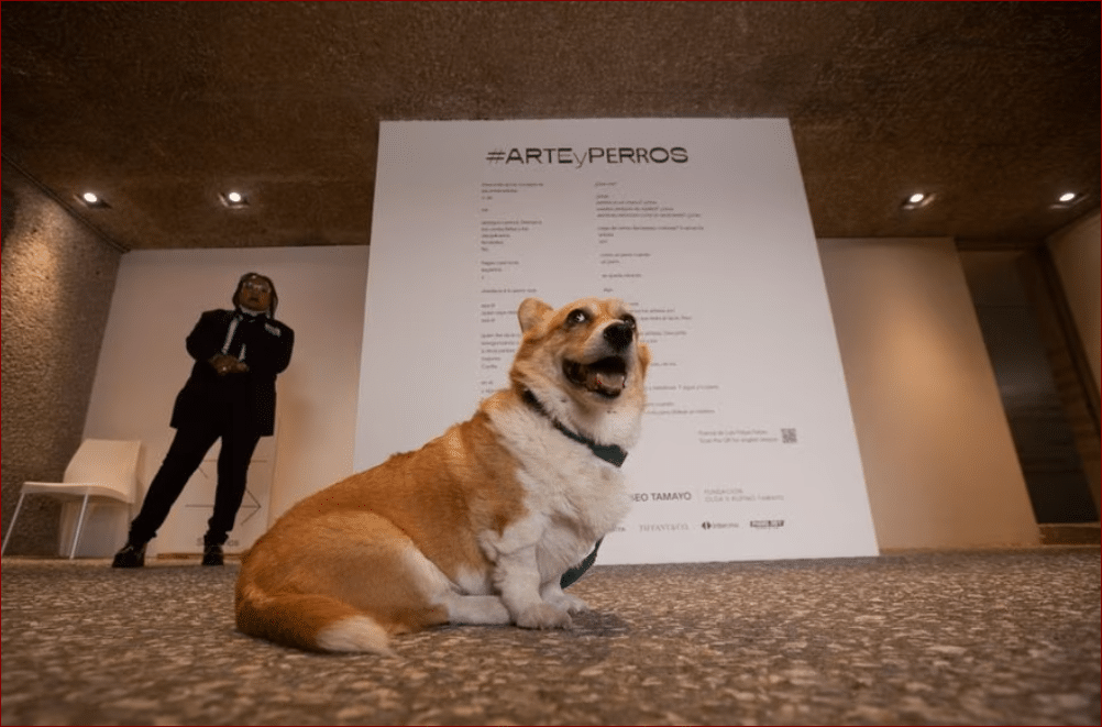 image Modern art is for dogs too at Museo Tamayo
